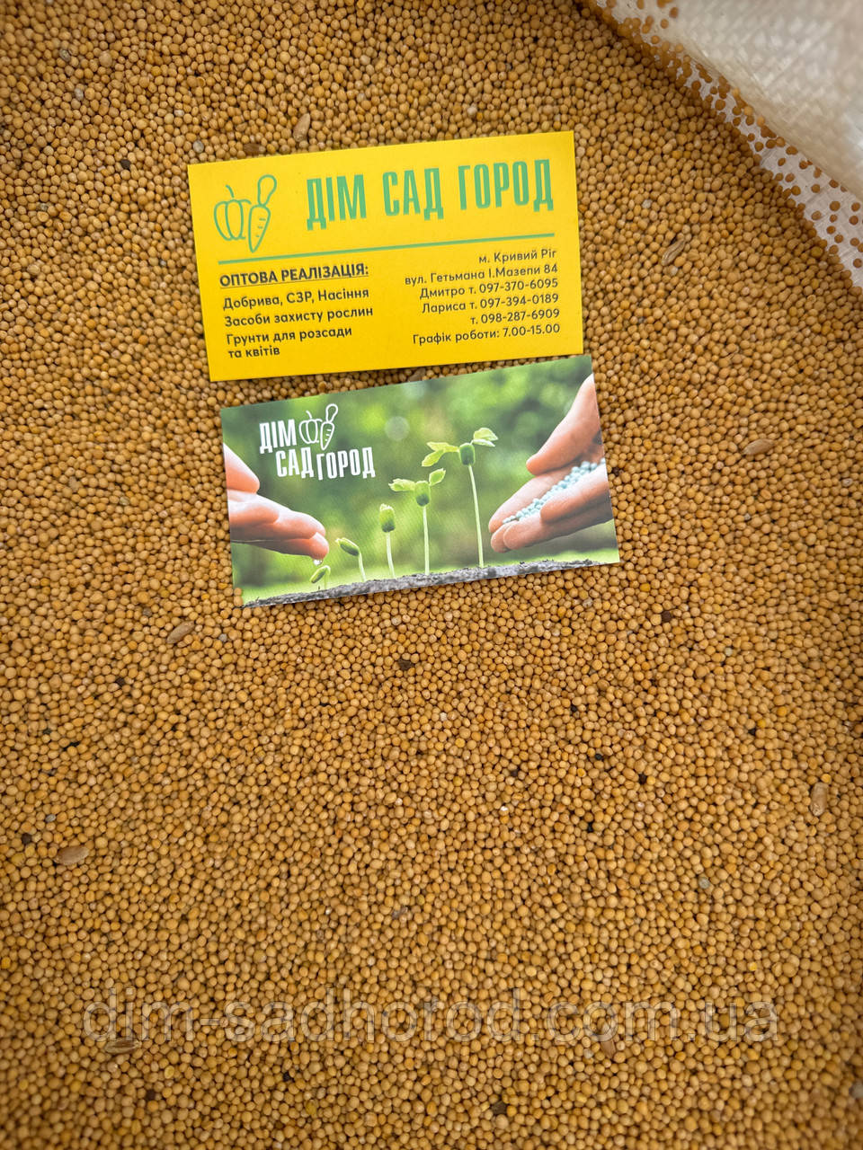 Насіння Гірчиця біла сидератна культура (сидерат) на вагу від 1 кг, фото 1