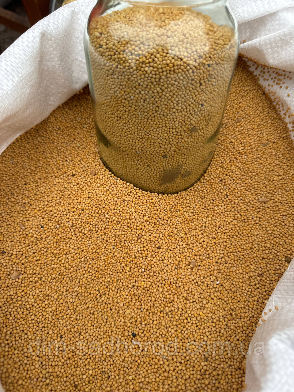 Насіння Гірчиця біла сидератна культура (сидерат) на вагу від 1 кг, фото 1