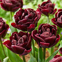 Тюльпан 2 шт Махровий Antraciet, цибулини 10/11