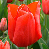 Тюльпан Тріумф Escape 2 шт, цибулини 11/12, фото 3