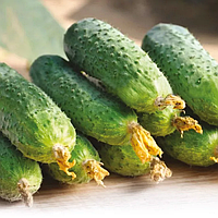 Ленара F1 (250 нас.) насіння огірка Rijk Zwaan