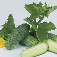 Пучіні F1 (10 г) насіння огірка Rijk Zwaan