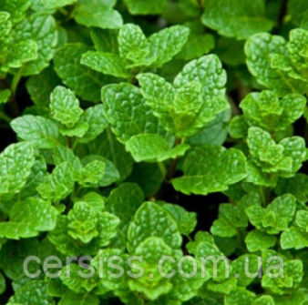 Саджанці М`ята для мохіто в горщику Mentha, фото 1