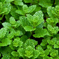 Саджанці М`ята для мохіто в горщику Mentha