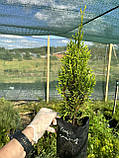 Туя Смарагд голд саджанці в контейнарах Thuja occidentallis Smaragd, фото 3
