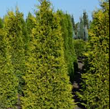 Туя Смарагд голд саджанці в контейнарах Thuja occidentallis Smaragd, фото 2
