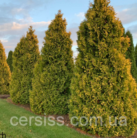 Туя Смарагд голд саджанці в контейнарах Thuja occidentallis Smaragd
