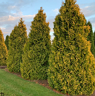 Туя Смарагд голд саджанці в контейнарах Thuja occidentallis Smaragd