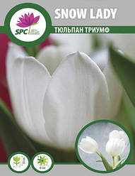 Тюльпан тріумф Snow Lady