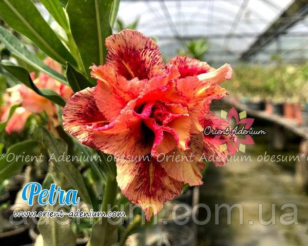 Адениум Petra (гілочка для щеплення)