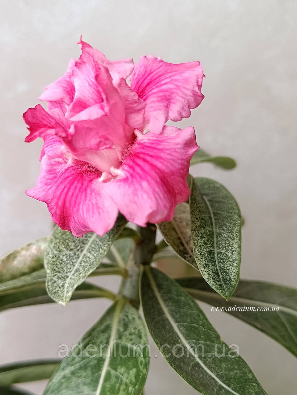 Аденіум варієгатний Pink Flame (щеплення)