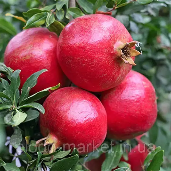 Гранат "Троль" (середньостиглий, високоврожайний), фото 1