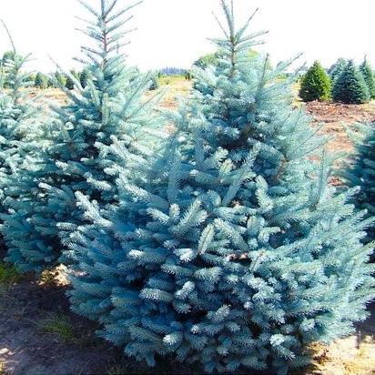 Саджанці Ялини колючої Глаука 3-річка (Picea pungens Glauca)