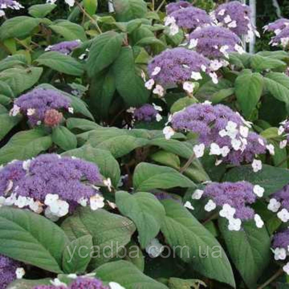 Гортензія шорстка Макрофіла, Macrophylla 2 (горщик 0,5л)