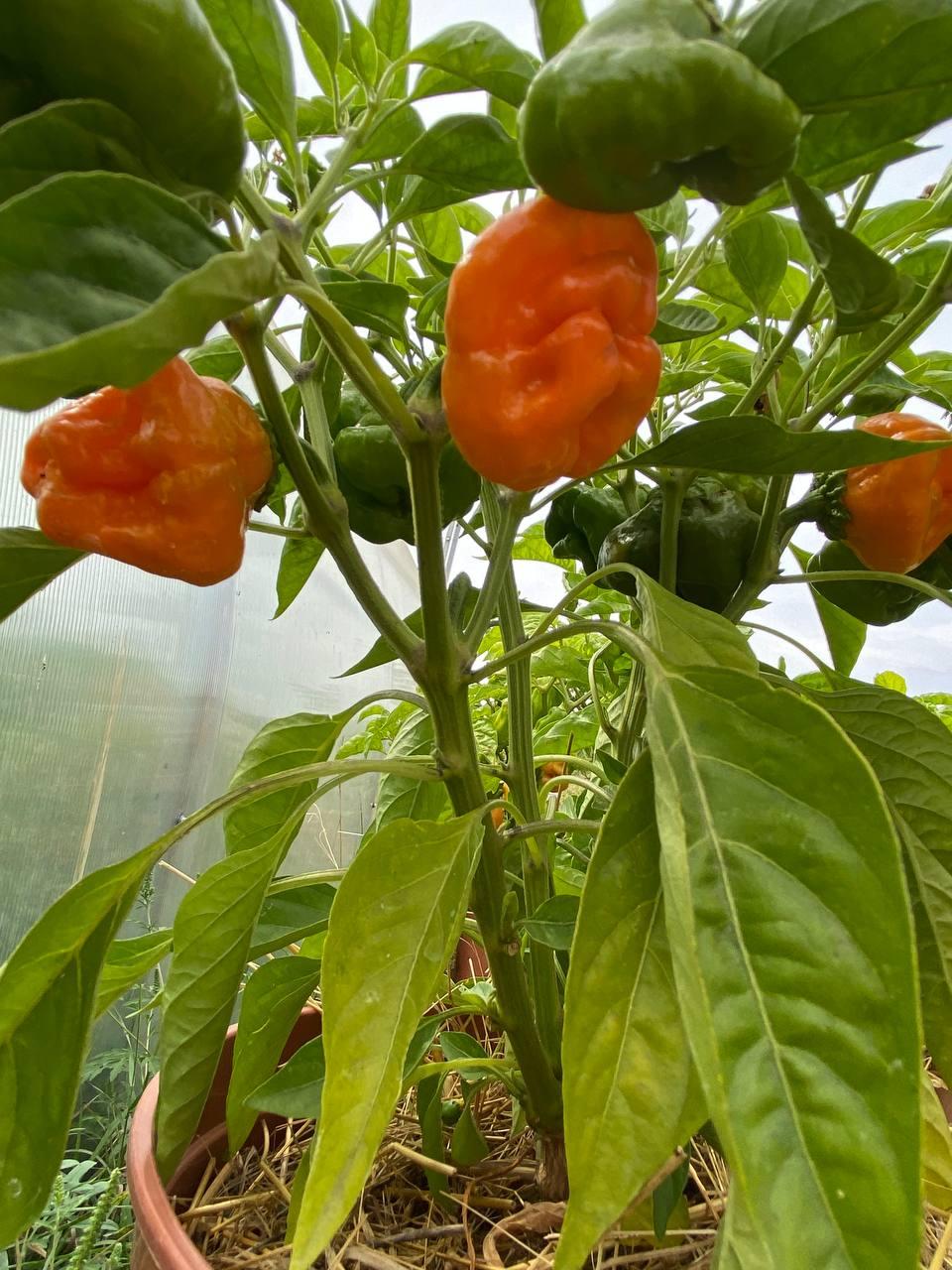 Насіння перцю Ямайський жовтий (amaican Hot Yellow) 5 насіння