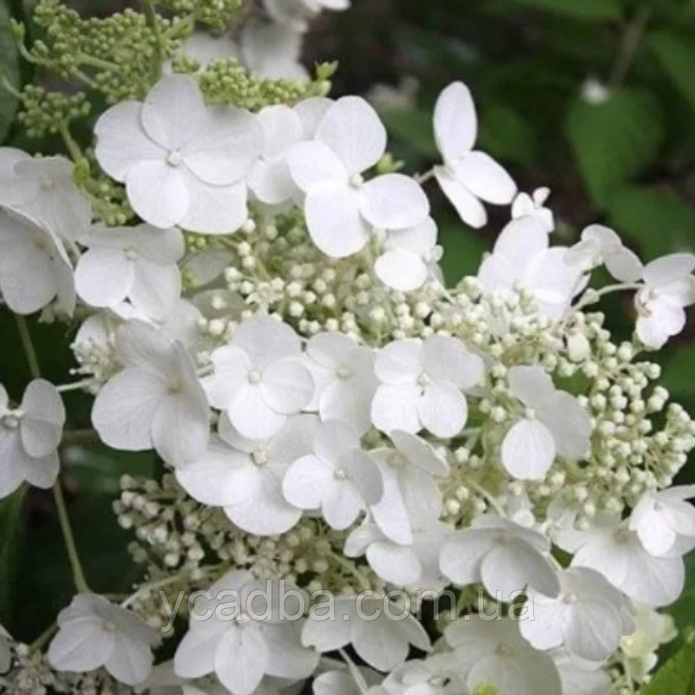 Гортензія пильчаста Вайт він Вайт, White on White 6 (горщик 0,5л)