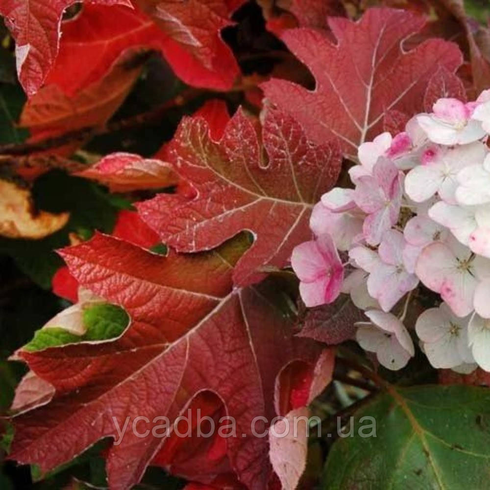 Гортензія дуболиста Бургунді, Burgundy 6 (горщик 0,5 л)