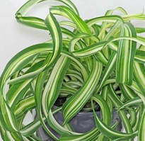 Кімнатна рослина Хлорофітум Бонні Chlorophytum