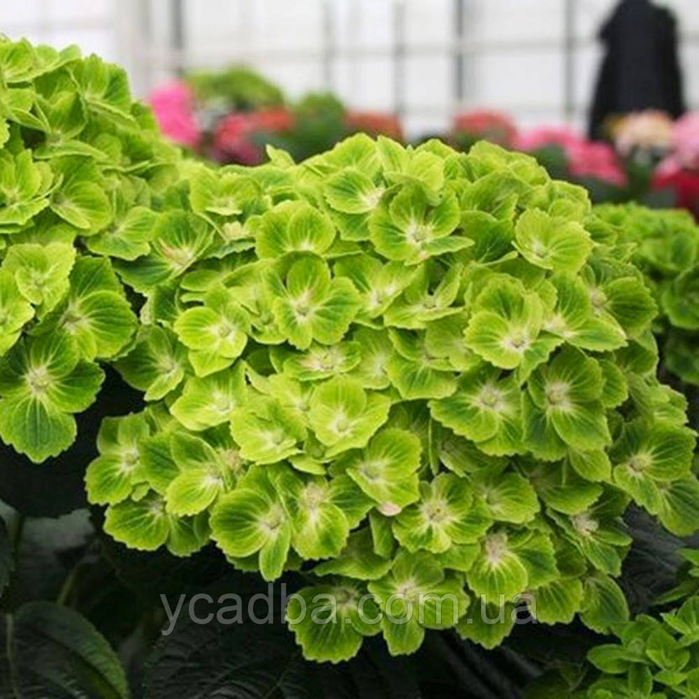Гортензія крупнолистова Меджикал "Грін Клауд", Magical "Green Cloud" 203-104 (горщик 0,5л)