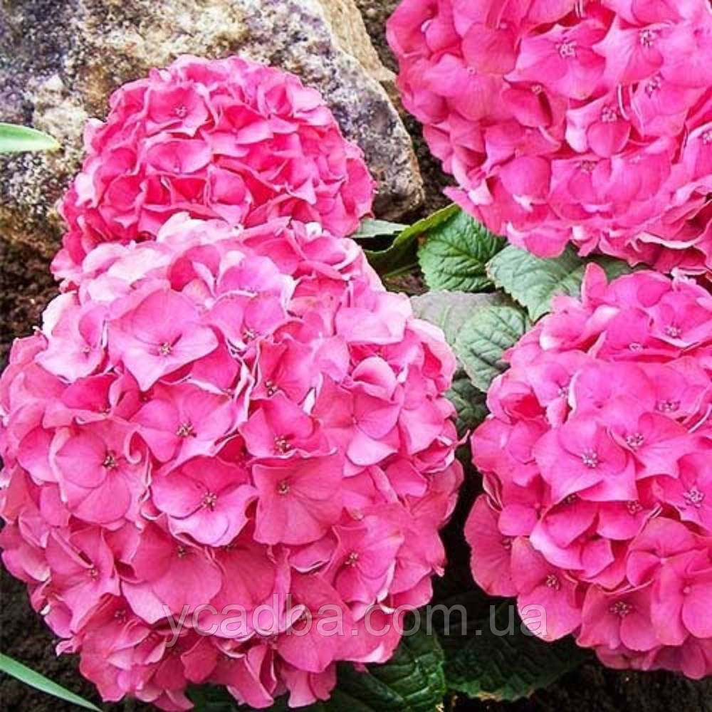 Гортензія крупнолистова Претті Пінк, Pretty Pink 205-106 (горщик 0,5л)