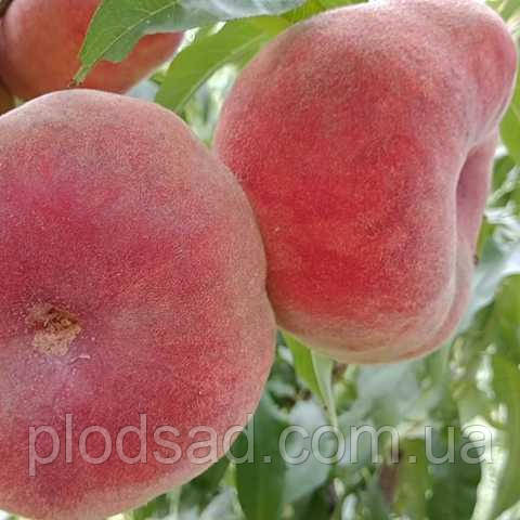 Персик інжирний Plane Star (План Стар)