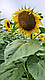 Насіння соняшнику ФЛЕШ (стандарт) 2024 рік під гранстар, фото 3