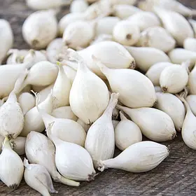 Озима цибуля саджанка Сноуболл біла 10 кг мішок Польща 8-21 мм