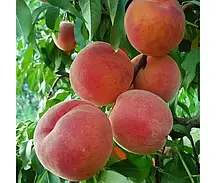Персик Флемінг Ф'юрі PF-23