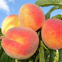 Персик Альстар