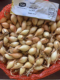 Озима цибуля саджанка Глобо 10 кг мішок Голландія ТОР округла 10-21 мм