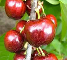 Черешня Фольфер