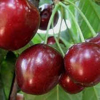 Черешня Канадський Гігант