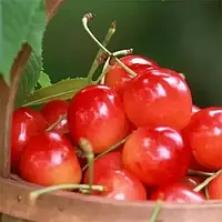 Черешня Сонячна куля