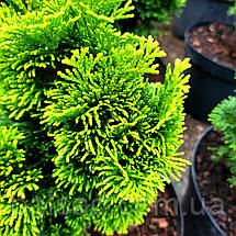 Кіпарисовик Аврора / С5 / Chamaecyparis obtusa Aurora, фото 5