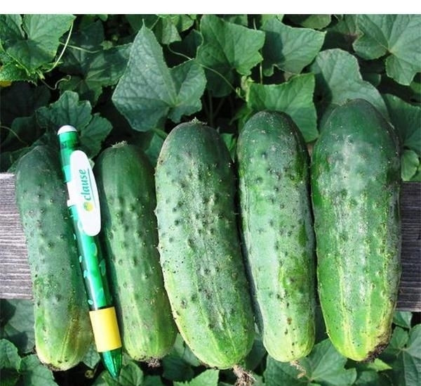 Насіння огірка Роял F1 (Clause) 100 г — бджолинозапальний, ранній гібрид (48-50 днів)