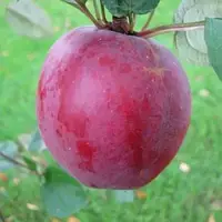 Яблуня СвіТанго