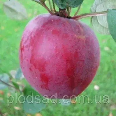 Яблуня СвіТанго