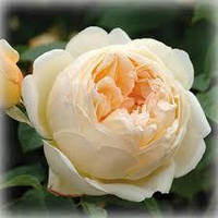 Троянда англійська Джуд зе Обскур