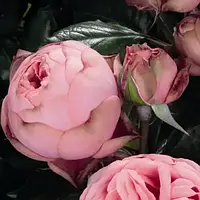 Троянда англійська Хеппі Піано