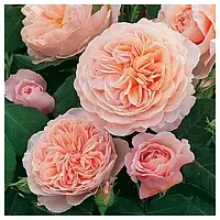 Троянда англійська Джульєтта