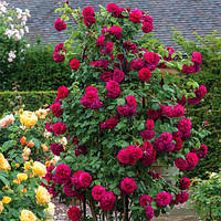 Троянда англійська Тесс оф зе Д'ербервілль