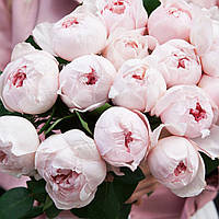 Троянда англійська Півонія Пінк