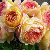 Троянда англійська Розоман Жанон