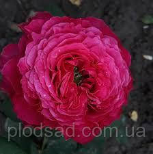 Троянда кущова Принцеса Кіші (Princess Kishi)