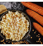 Кукурудза Попкорн Естрелла F1 20шт / Lark Seeds, фото 2