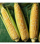 Кукуруза Камберленд F1 15 шт / Clause, фото 2