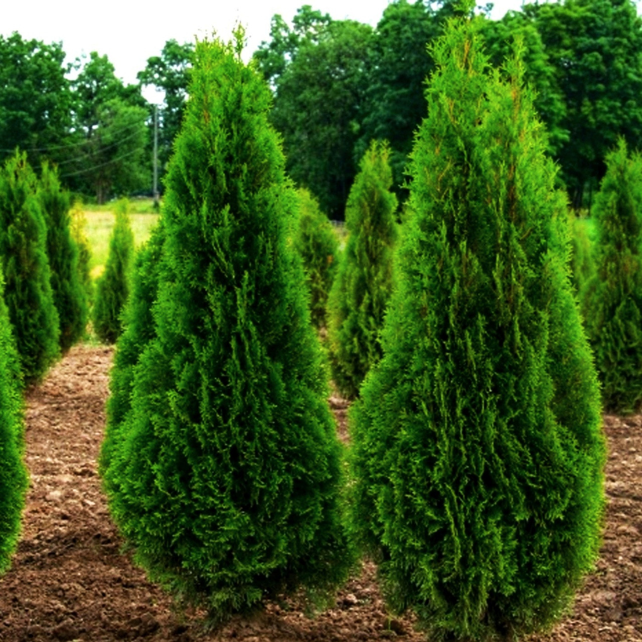 Саджанці Туї західної Смарагд Витбонт 5-річний (Thuja occidentalis Smaragd Witbont)