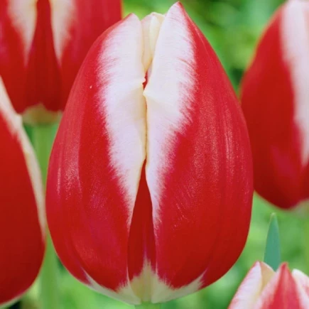 Тюльпан 2 шт Триумф Leen van der Mark, цибулини 11/12, фото 1