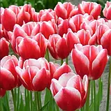 Тюльпан 2 шт Триумф Leen van der Mark, цибулини 11/12, фото 2