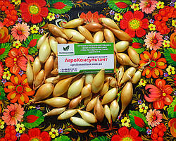 Озима цибуля сіянка Вольф F1 (Hazera), 500 г — рання (240-250 днів), високоврожайна, для осінньої посадки бамбергер бирнформиг